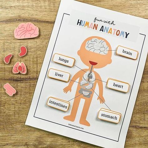 Candice | Little Smarty Ants (@littlesmartyants) • Instagram photos and videos My Body Parts, Human Body Printables, Planets Activities, Body Preschool, Homeschool Activity, Homeschool Lesson Plans, Kindergarten Curriculum, Human Body Anatomy, Homeschool Education