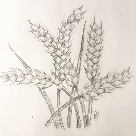 Wheat Drawing Simple, Wheat Field Drawing, Wheat Sketch, Wheat Drawing, Drawing Flowers, Wheat Fields, Watercolor Ideas, Drawing Inspo, Flower Art Painting