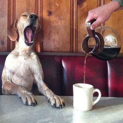 How I'm feeling this morning, don't know about you? @thiswildidea #instadog #maddie #coffee #sleep #work #dog #caffeine Morning Coffee Funny, Happy Monday Morning, Coffee Meme, Monday Memes, Monday Humor, Single Serve Coffee Makers, Dog Coffee, Coffee Is Life, Morning Humor