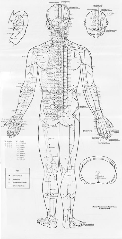 Acupuncture Charts, Acupuncture Points Chart, Park Workout, Body Diagram, Cupping Therapy, Printable Chart, Acupuncture Points, Acupressure Points, Holistic Medicine