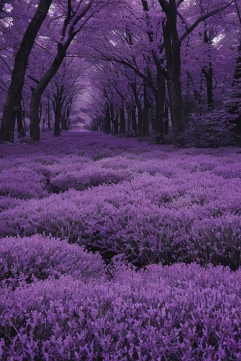 Purple Nature Aesthetic, Dark Fairycore Aesthetic, Purple Cottagecore, Purple Field, Purple Forest, Weirdcore Aesthetic, Lilac Tree, Purple Theme, Purple Plants