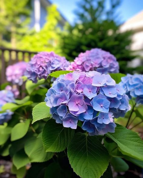 Hydrengas Garden, Prune Hydrangeas, Pruning Hydrangeas, Types Of Hydrangeas, Smooth Hydrangea, Hydrangea Arborescens, Panicle Hydrangea, Side Yard Landscaping, Peonies And Hydrangeas