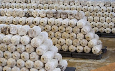 Mushroom Business, Money Growing, Gardening At Home, Mushroom Farm, Growing Mushrooms At Home, Mushroom Growing, Mushroom Cultivation, Garden Mushrooms, Mushroom Fungi