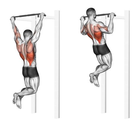 Back Muscle Exercises, Pull Up Variations, Pull Up Workout, Back Workout Routine, Assisted Pull Ups, Gym Workout Guide, Rowing Workout, Bicep Muscle, Strength Training Program