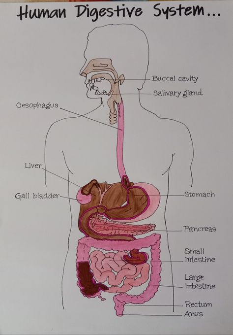 Biology human digestive system handmade drawing Digestive System Drawing Aesthetic, Aesthetic Digestive System, Digestive System Notes Aesthetic, Digestive System Drawing, Terminology Notes, Digestive System Project, Digestive System Model, Digestive System Diagram, Biology Drawing