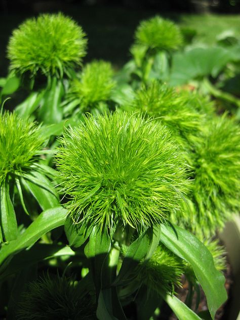 Sweet William 'Green Trick' (Dianthus barbatus) - what i look for Green And White Garden, Dianthus Barbatus, Dianthus Flowers, 10 Flowers, Balcony Flowers, Corporate Flowers, Floral Foliage, Sweet William, Carnation Flower