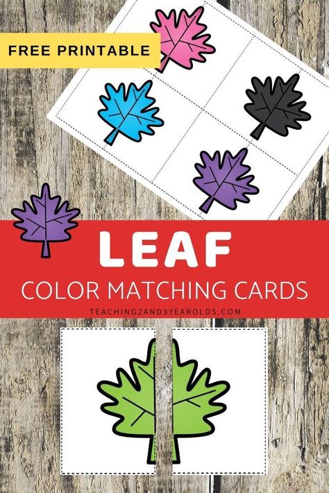 Work on simple symmetry and balance with these leaf color matching printable cards. Fun for your fall theme! #symmetry #balance #matching #colors #leaf #fall #toddler #preschool #printable #teaching2and3yearolds Leaf Lesson Plans, Leaf Lessons, Tree Activities, Preschool Color Activities, Fall Activities For Toddlers, Fall Lesson Plans, Folder Activities, Classroom Boards, Toddler Montessori