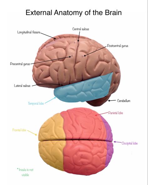 Cerebrum Anatomy, Cerebellum Anatomy, Brainstem Anatomy, Sulcus Of Brain, Brain Ventricles Anatomy, Brain Lobes, Brain Labeled Diagram, Limbic System Brain Anatomy, Brain Anatomy