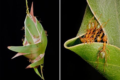 animal-architecture-nests-Australian weaver ants Weaver Ant, Australian Insects, Eco Futurism, Insect Habitat, Biomimicry Examples, Wood Ants, Animal Architecture, Animal Homes, Ant Farms