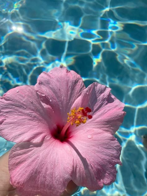 Summer Aesthetic Wallpaper Pink, Pictures From Behind Instagram, Summer Flower Background, Hibiscus Flower In Water, Pink Hibiscus Flower Aesthetic, Hibiscus Flowers Aesthetic, Habisquis Flower, Hisbusic Flower, Flower Asthetics Photos