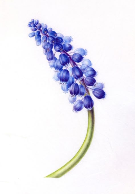 Muscari Tattoo, Grape Hyacinth, Watercolor Flowers Tutorial, Floral Drawing, Watercolor Sketchbook, Botanical Painting, Botanical Watercolor, Floral Artwork, Botanical Drawings