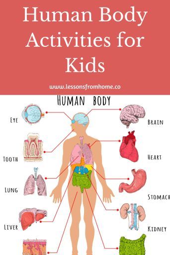 Teach kids the human body with Apologia Young Explorers Anatomy.  It is full of science experiments, human body activities and fun projects to teach kids about the wonderful bodies God has given us.  #science  #humanbody  #homeschool  #homeschoolscience  #lessonsfromhome Fun Anatomy, Apologia Anatomy, Human Body Printables, Human Body Projects, Human Body Science, Human Body Activities, Educational Illustration, Preschool Programs, Human Body Anatomy