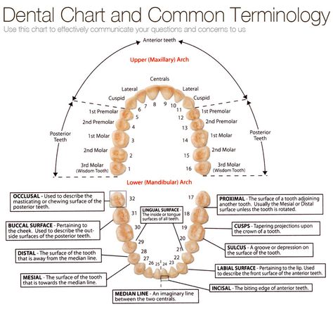 Dental chart | pressonveneers.com Dental Assistant Study Guide, Dental Charting, Dental Terminology, Dental Receptionist, Dental Hygienist School, Dental Assistant Study, Registered Dental Hygienist, Dental Hygiene Student, Kedokteran Gigi