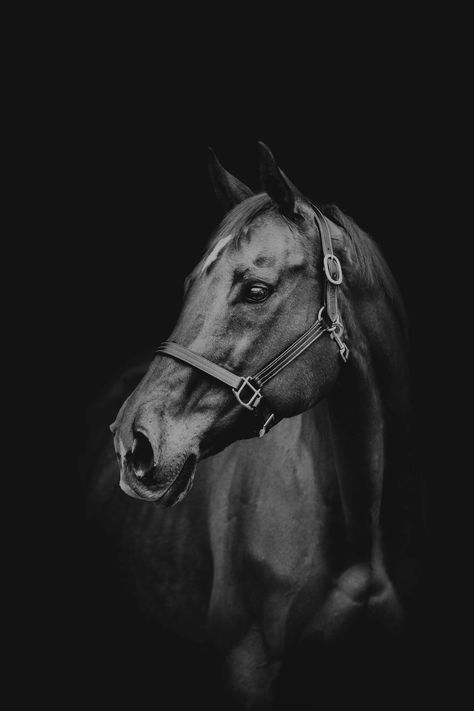 Buffalo, NY Dog, Pet & Equine Photographer | Tailor Mayde Photography Horse Photography Art, Pet Portraits Photography, Beautiful Horses Photography, Horse Photographer, Equestrian Aesthetic, Equine Portraits, Horse Wallpaper, Equine Photographer, Dog Photograph