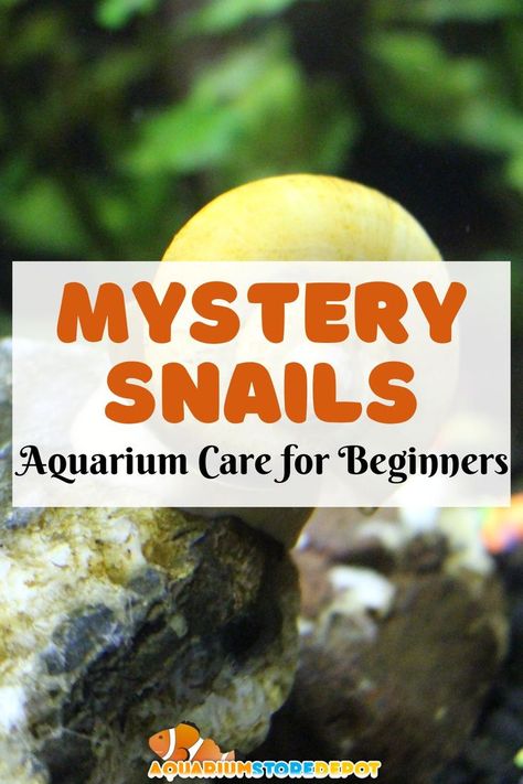 mystery snail Mystery Snails, Aquarium Snails, Snail Tank, Aquarium Store, Fish Keeping, Birthday Tanks, Betta Tank, Aquarium Accessories, Fish Care