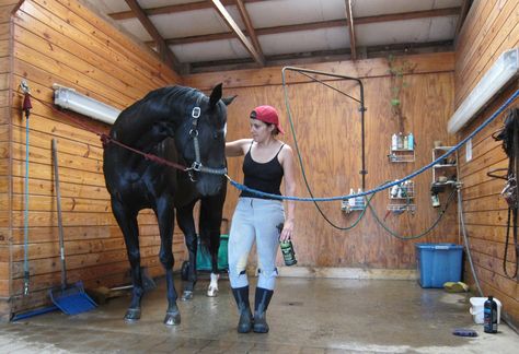 Shower stall idea for farm animals. Wash Stalls For Horses, Log Houses, Property Ideas, Wood Panelling, Dream Stables, Horse Barn Plans, Ranch Farm, Equestrian Facilities, Farmhouse Inspiration