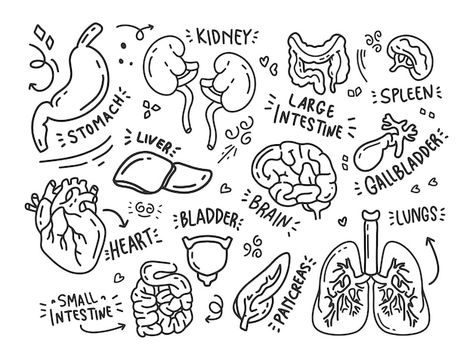 Organ Spill Art, Organ Doodles, Biology Doodle Art, Body Organs Drawing, Human Organs Drawing, How To Draw Gore Organs, Drawing Organs, Medicine Doodles, Gore Doodle