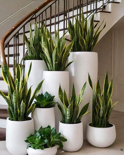 Tree Decor Indoor, Farmhouse Indoor Plants, Potted Plants Indoor, Inside Plants Decor, نباتات منزلية, Tropical Garden Design, Potted Plants Outdoor, Snake Plants, Improve Indoor Air Quality