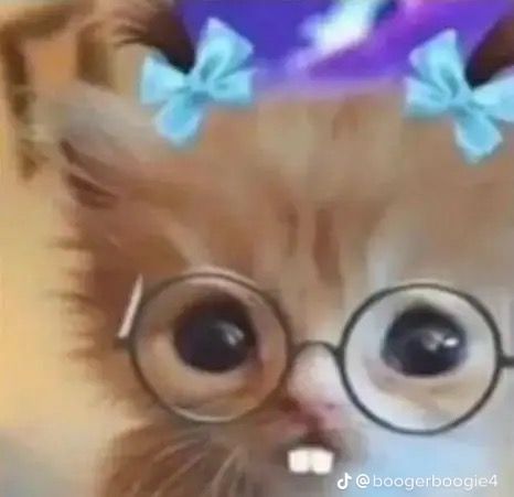 Silly Kitties, Cats Pictures, Aesthetic Cat, Silly Cats Pictures, Wearing Glasses, Silly Animals, Cat Aesthetic, Silly Cats, Funny Cat