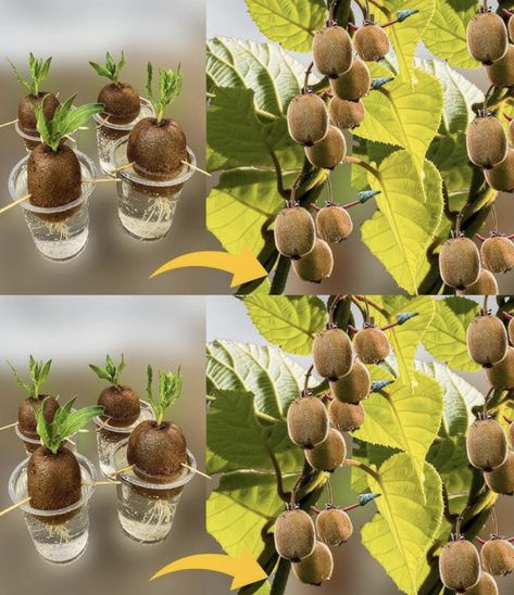 Grow Kiwi From Seed, How To Grow Kiwi, Growing Kiwi, Kiwi Growing, Kiwi Vine, Dried Kiwi, Seed Growing, Growing Vegetables In Pots, Berry Garden