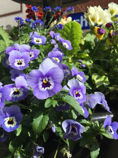 #pansies #purple #aesthetic #flowers #summer #cottagecore #pansy #lilac Purple Pansy Aesthetic, Pansy Aesthetic Flower, Pansies Flowers Aesthetic, Pansy Flower Aesthetic, Pansies Aesthetic, Pansy Aesthetic, Purple Aesthetic Flowers, German Garden, Rune Knight