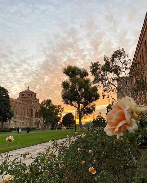 Ucla Acceptance Letter, Ucsd College Aesthetic, Ucsc Campus, Ucla Campus Aesthetic, Uiuc Campus Aesthetic, Uc Berkeley Campus Aesthetic, Ucla Aesthetics, Ucla University, Ucla Campus