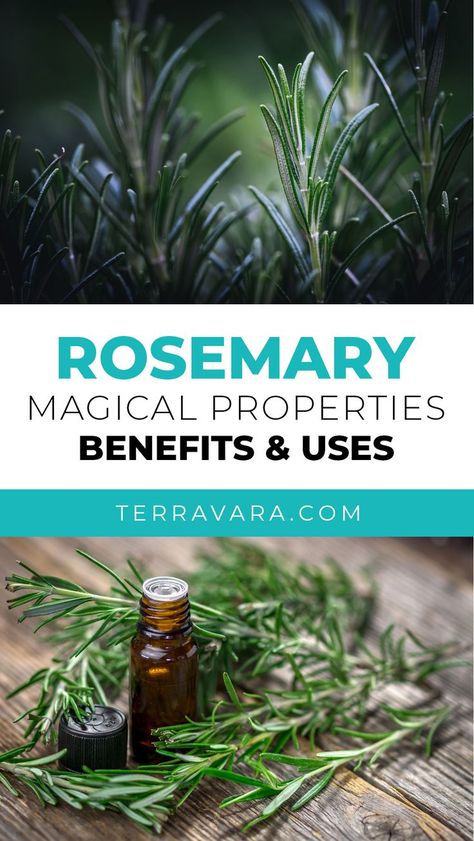 Fresh rosemary herbs with magical properties. Rosemary Health Benefits, Uses Of Rosemary, Rosemary Herb, Magickal Herbs, Witch Herbs, Magic Herbs, Essential Oil Blends Recipes, Herbal Recipes, Magical Herbs