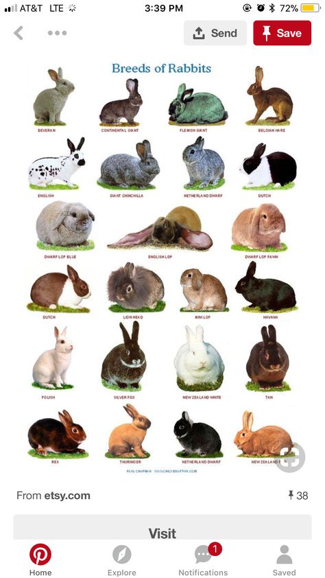 Bunny Types, Pig Breeds, Pet Bunny Rabbits, Rabbit Breeds, Rabbit Cages, Eyes Wallpaper, Hydrangea Garden, Pet Bunny, Fish Tanks