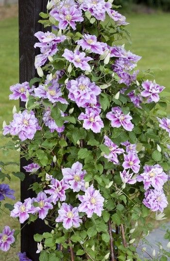 Which? Gardening tested the best varieties of clematis for you to grow   in your garden. Here they are in all their splendor. Clematis Piilu, Telephone Pole, Clematis Plants, Hanging Herbs, Clematis Vine, Garden Vines, Backup Camera, Trees And Shrubs, Flowers Nature