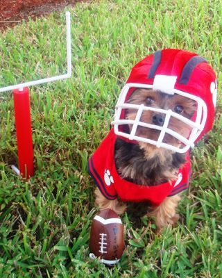 i'm ready to go in coach!! Yorkie Cute Dog Costumes, Football Dog, Halloween Dogs, Puppy Costume, Teacup Yorkie, Animal Costumes, Dog Halloween Costumes, Poodle Puppy, Pet Photo