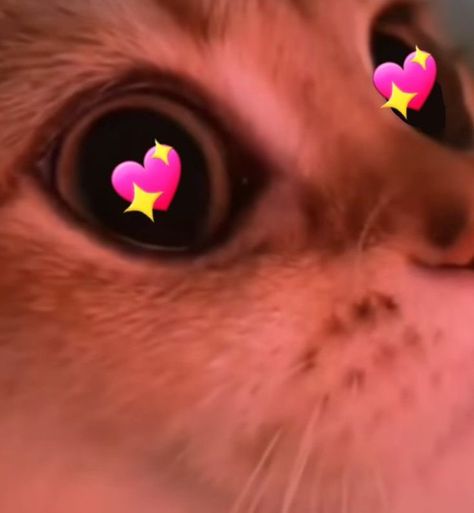 Mood Pics Faces Happy Love, Happy Kitty Reaction Pic, Cat In Love Reaction, Hearts Stickers Whatsapp, Cat Hearts Reaction, Happy Shocked Reaction Pic, Puppy Eyes Reaction Pic, Love Sticker Whatsapp, Heart Squeeze Reaction Pic