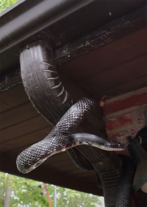 How to keep snakes out of the yard; solar snake repellents; essential oils snake repellent; natural snake repellent cinnamon oil; diatomaceous earth snakes; cinnamon snake; essential oils for snakes; how to use snake away; does sulphur repel snakes; rattlesnake spray repellent; snake repellent amazon; mothballs snake repellent; snake control chemicals; do moth balls kill snakes; snake repellent plant; how to deter snakes from yard Snake Identification, Natural Snake Repellent, Snake Repellant Plants, Snake Recipe, Snake Repellant, Snake Repellent, Moth Balls, Bad Bugs, Cinnamon Oil