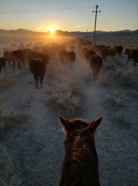 Cattle Herding, Hereford Cattle Photography, Wyoming Cattle Ranch, Herding Cattle, Herding Cattle On Horseback, Black Cows In Field, Cows Grazing Fields, Landscape Photography Nature, Photography Nature