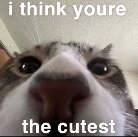 Cute Cat Pick Up Lines, Daily Homie Checkup Cat, Cat Pick Up Lines, Pick Up Line Jokes, Silly Cats Pictures, Cat Icon, Cute Messages, Your Amazing, Silly Animals