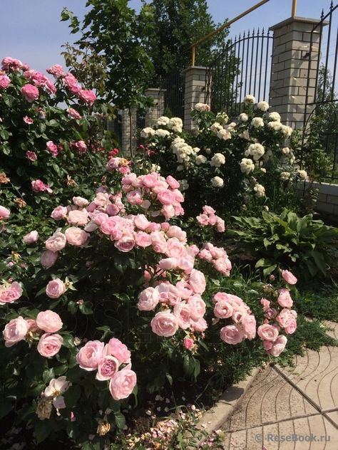 'Hans Gonewein' + 'Bouquet Parfait' +  'Chantal Merieux' Rose Bushes Aesthetic, Rose Bush Aesthetic, Chantal Core, Pink Rose Bush, Wetland Plants, Ib Art, Aesthetic Roses, Julia Quinn, Pink Garden