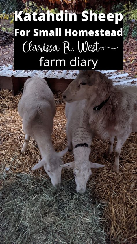 Katahdin Sheep For Small Homestead (farm diary) Dairy Sheep Breeds, Sheep Shelter Ideas, Raising Lambs, Homestead Sheep, Milking Sheep, Homestead Management, Dairy Sheep, Hampshire Sheep, Textile Animals