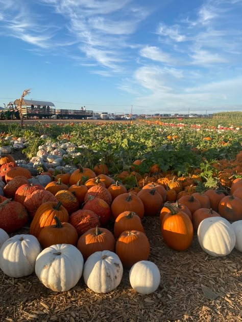 Fall Aesthetic Pics, Aesthetic Pumpkin Patch, Pumpkin Patch Aesthetic, Patch Aesthetic, Fall Lifestyle, Pumpkin Aesthetic, Pumpkin Patch Birthday, Fall Szn, Halloween Sleepover