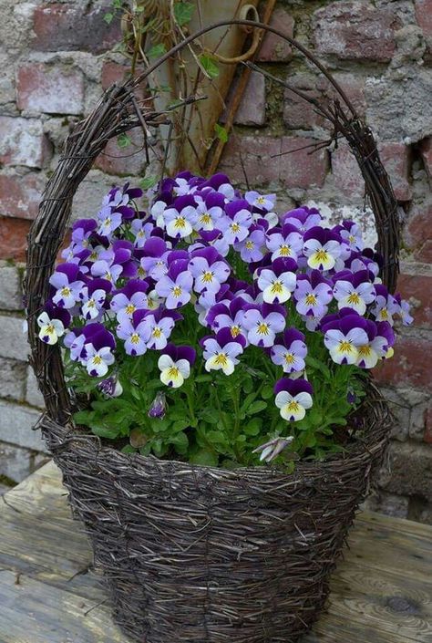 Container Gardening Flowers, Pansies Flowers, Garden Containers, Container Flowers, Container Gardens, Container Garden, Garden Cottage, Container Plants, Outdoor Plants