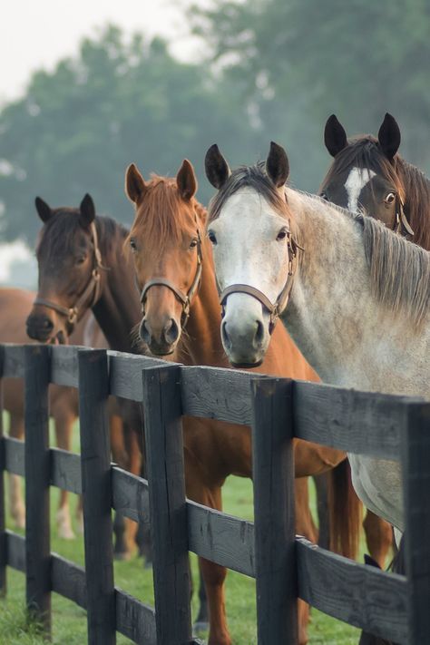 Electric Fencing For Horses, Types Of Fencing, Fencing Options, Boarding Facility, Horse Fencing, Cute Horse Pictures, Types Of Fences, Dream Horse, Horse Aesthetic