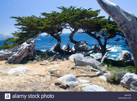 San Francisco Tours, San Francisco Travel Guide, Monterey Cypress, Ocean Images, Central Coast California, Tree Id, Scenic Photos, San Francisco Travel, Cypress Trees