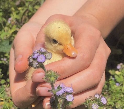 Cottagecore Animals, Pet Ducks, Cute Ducklings, Baby Ducks, Pretty Animals, Cute Animal Photos, Cute Creatures, Animal Photo, Cute Little Animals