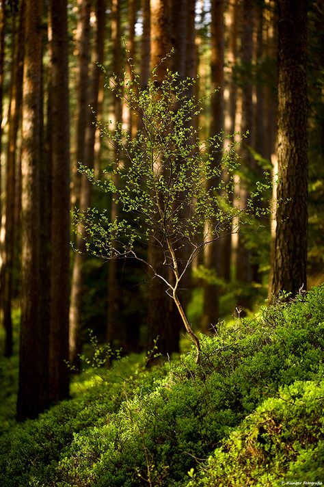 Woodland Cottage, Photography Sky, Woodland Forest, Tree Photography, Ideas Photography, Tree Hugger, Walk In The Woods, Tree Forest, Birch Tree