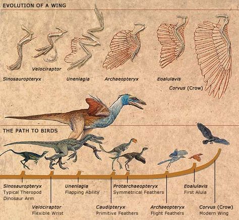 Bird Evolution Evolution Activities, Dinosaur Velociraptor, Life Science Activities, What Is A Bird, Modern Birds, Ancient Animals, Paleo Art, Extinct Animals, Prehistoric Creatures