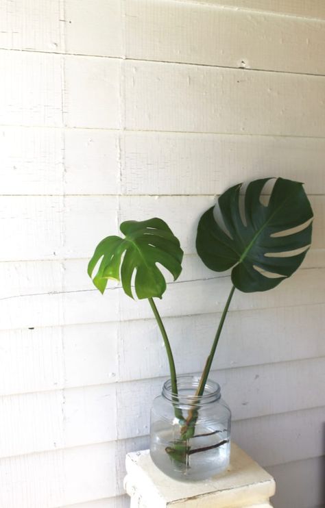 How To: Propagate a Monstera Deliciosa | Leaf and Paw Monstera Plant Propagation, Deliciosa Plant, Growing Food Indoors, Hydroponic Farming, Making Plant Pots, Plant Propagation, Plant Growing, Monstera Plant, Hydroponic Gardening