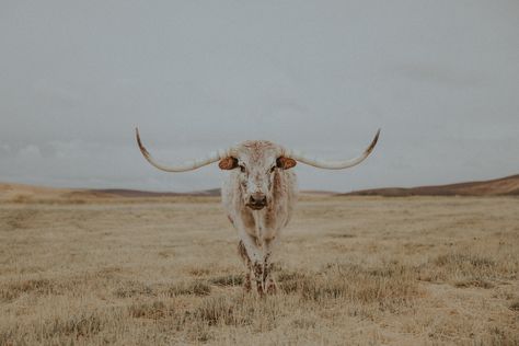 Western Gallery - Alex Callaghan Photography Background For Laptop, Hunting Wallpaper, Western Aesthetic Wallpaper, Cow Photography, Cow Wallpaper, Country Backgrounds, Desert Aesthetic, Western Background, Cowgirl Quotes