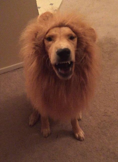 Amazon.com : Gimilife Dog Costume Lion Mane Wig(Light Brown) : Pet Supplies Wig Halloween Costumes, Lion Hair, Dog Lion Mane, Costume Lion, Lion Mane, Dog Costume, Red Brown, Large Dogs, Dog Clothes