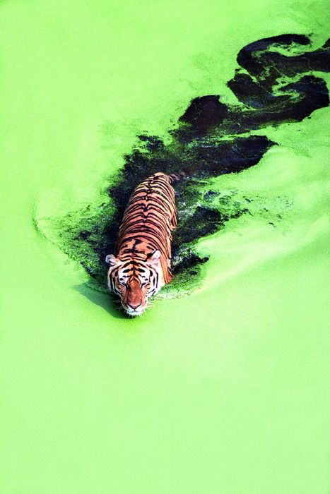 Stunning tiger photo! Learn about WildAid's tiger campaign at wildaid.org/tigers Cheetahs, A Tiger, Animal Planet, Big Cats, Beautiful Creatures, Wild Cats, Animal Kingdom, Animal Photography, Animals Beautiful