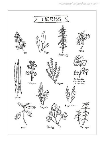 Herbs-Kitchen Art  #TuscanyAgriturismoGiratola Herbal Kitchen, Kitchen Flowers, Herbs Illustration, Illustration Kitchen, Culinary Art, Graphic Art Prints, Kitchen Art Prints, Leaves Illustration, Ship Drawing