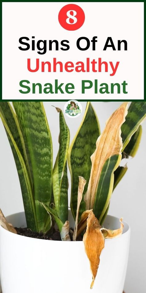 Snake plant care tips - 
Snake plant maintenance - 
Common snake plant problems - 
Snake plant diagnosis and care - 
Snake plant leaves turning yellow - 
Snake plant leaves turning brown - 
Snake plant leaves falling off - 
Snake plant root rot - 
Snake plant pests - 
Nutrient deficiencies in snake plant - what's wrong with my snake plant - Snake Plant Indoor - Snake Plant Care - Indoor Plants - Household Plants - The Cure - Succulents -  Snake plant care tips
-what's wrong with my snake plant Snake Plant Problems, Plant Deficiencies, Snake Plant Indoor, Snake Plant Care, Plant Signs, Snake Plants, Plant Indoor, Houseplant Care, Plant Problems