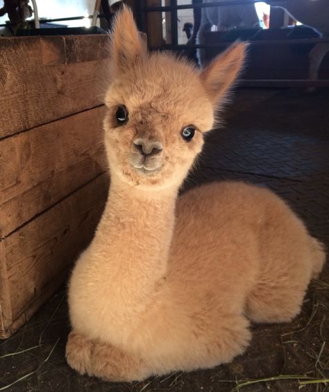 Alpaca Clothing, Animals Tattoo, Tattoo Nature, Alpaca Farm, Cute Alpaca, Llama Alpaca, Cute Llama, Most Beautiful Animals, Crystal Lake